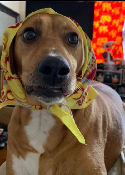 Reference photo the client sent: tan dog in a yellow headscarf