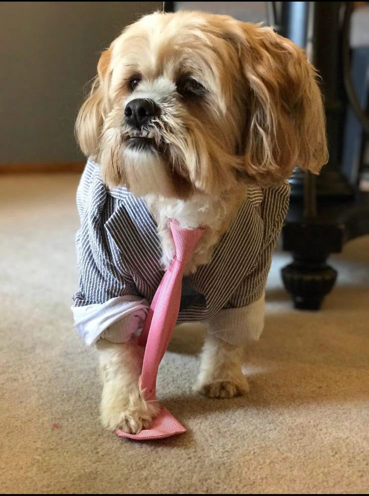 Reference photo the client sent: small dog in a striped jacket and pink tie